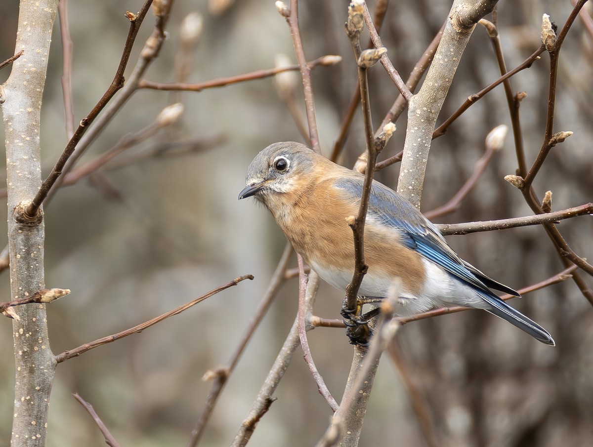 Eastern Bluebird - ML647568167