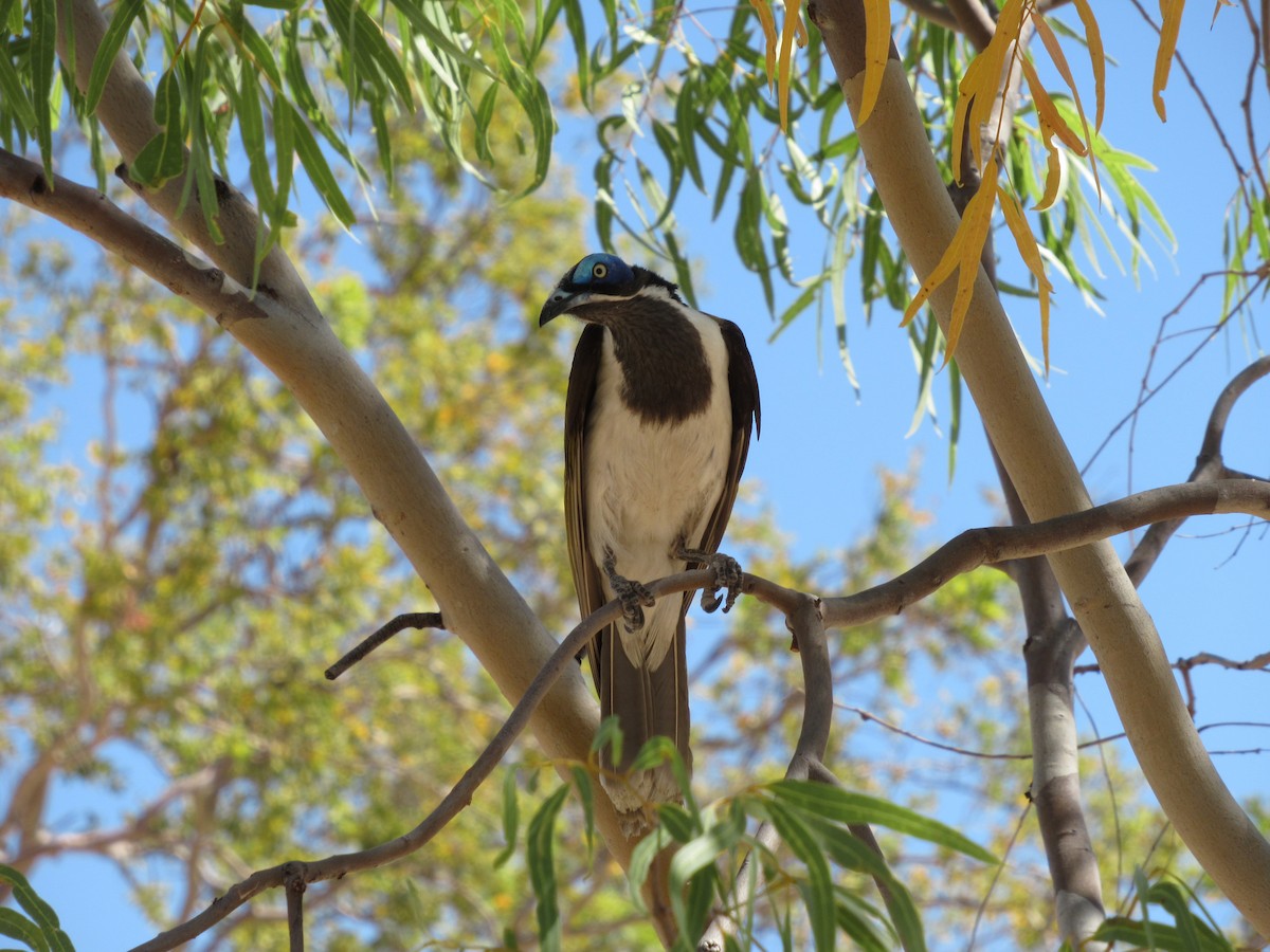 Blue-faced Honeyeater - ML647568168