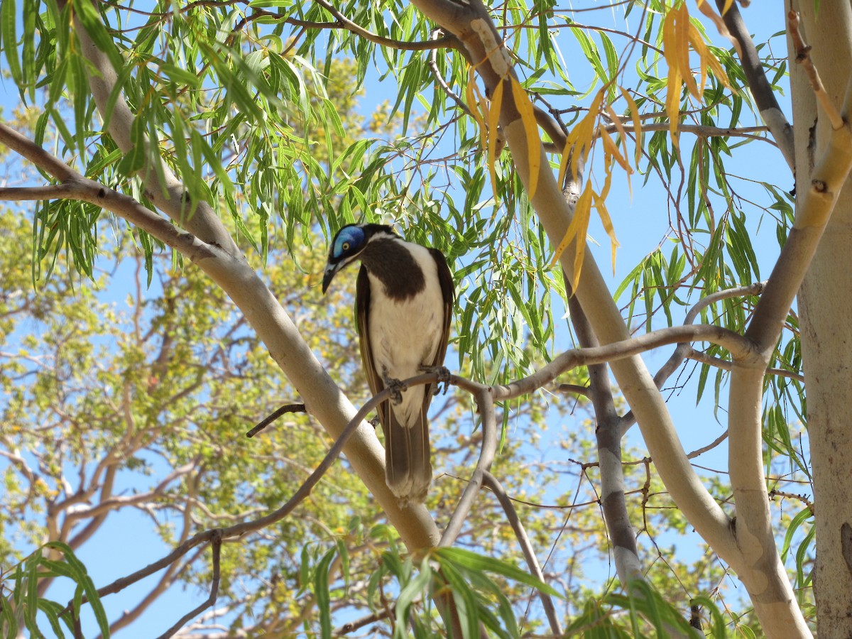 Blue-faced Honeyeater - ML647568169