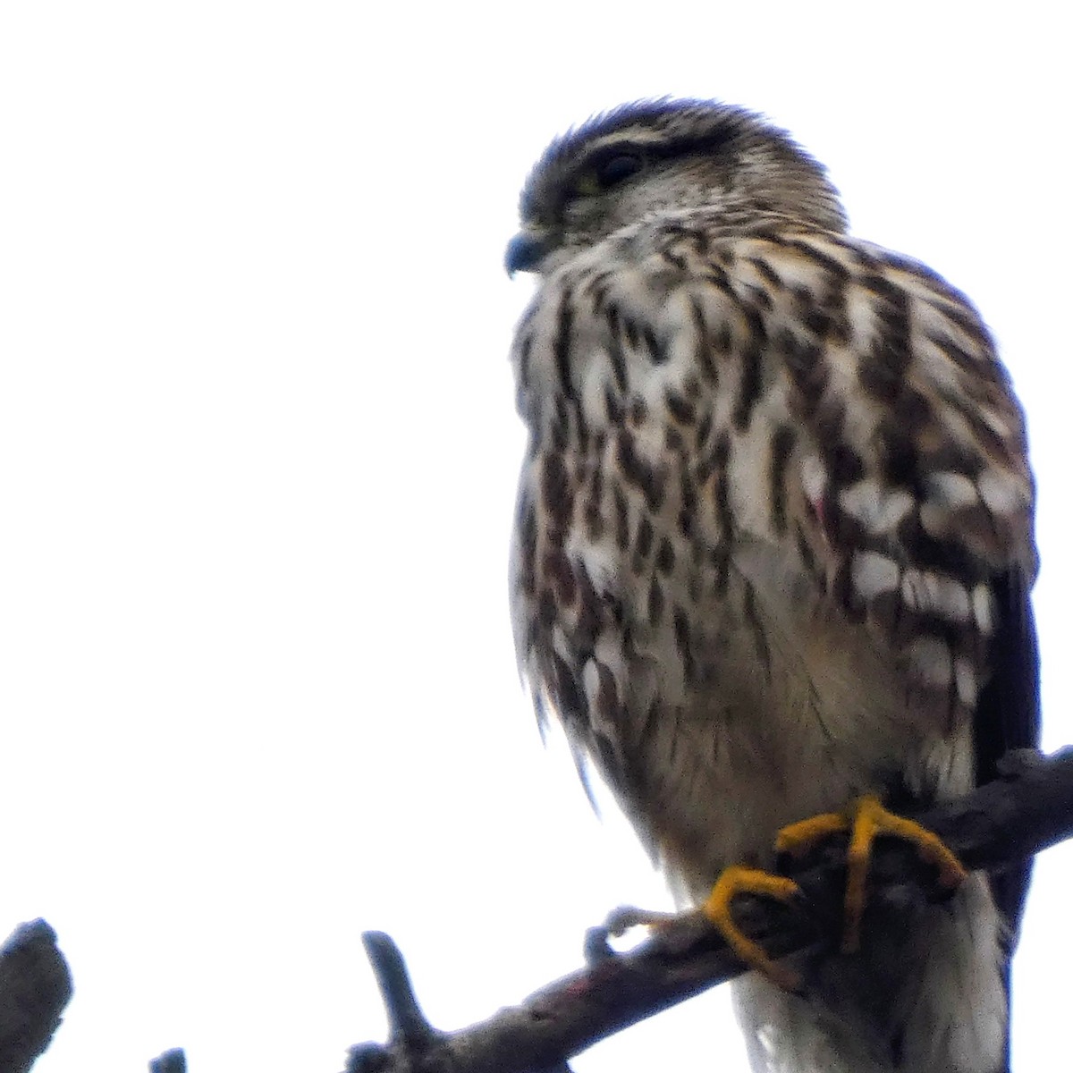 Merlin - ML647568170