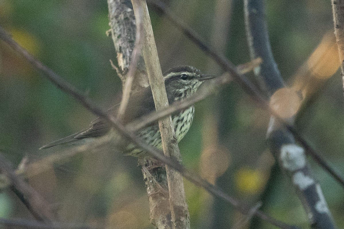 Northern Waterthrush - ML647568171