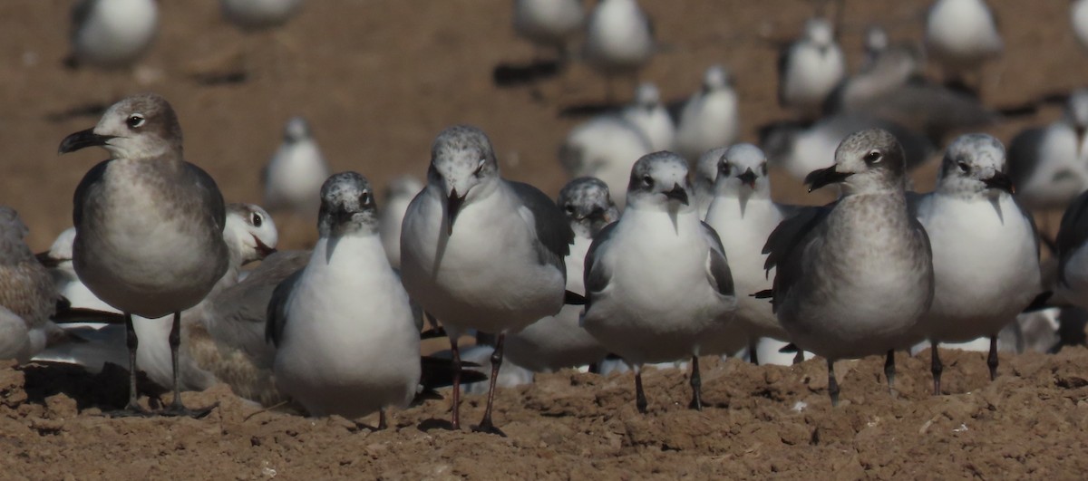 Laughing Gull - ML647568173