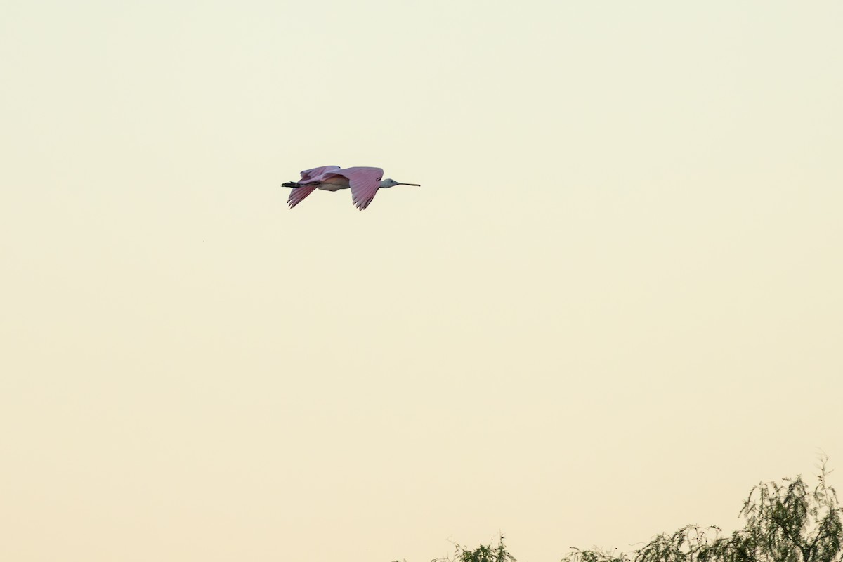 Roseate Spoonbill - ML647568174