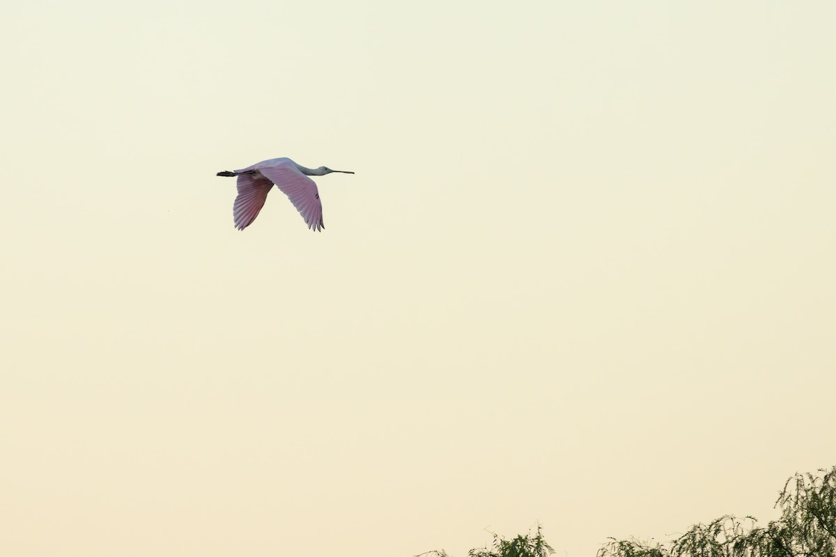 Roseate Spoonbill - ML647568175