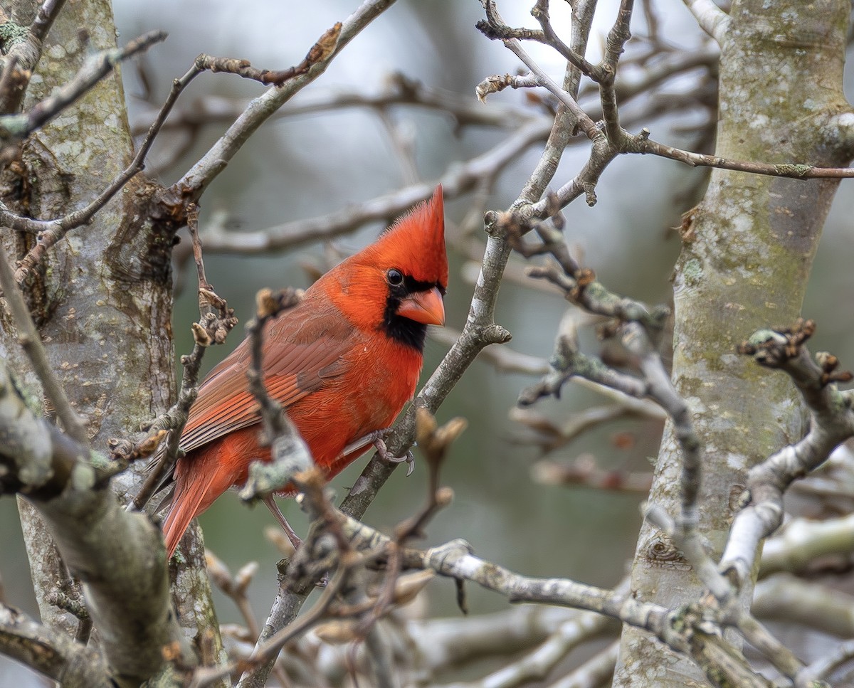 Northern Cardinal - ML647568176