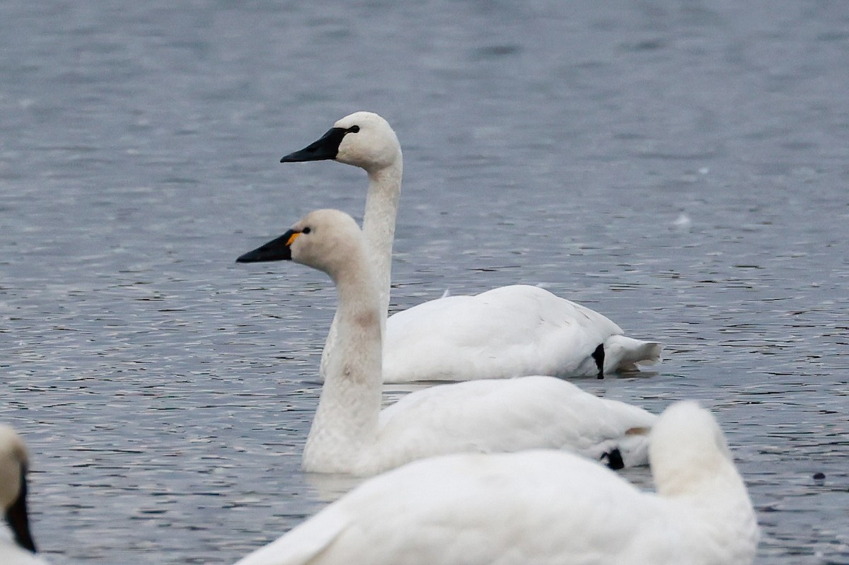 Tundra Swan - ML647568177