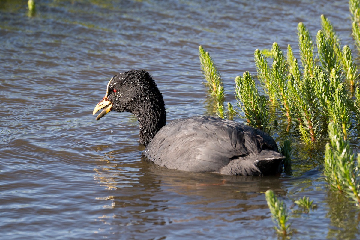 Red-gartered Coot - ML647568181