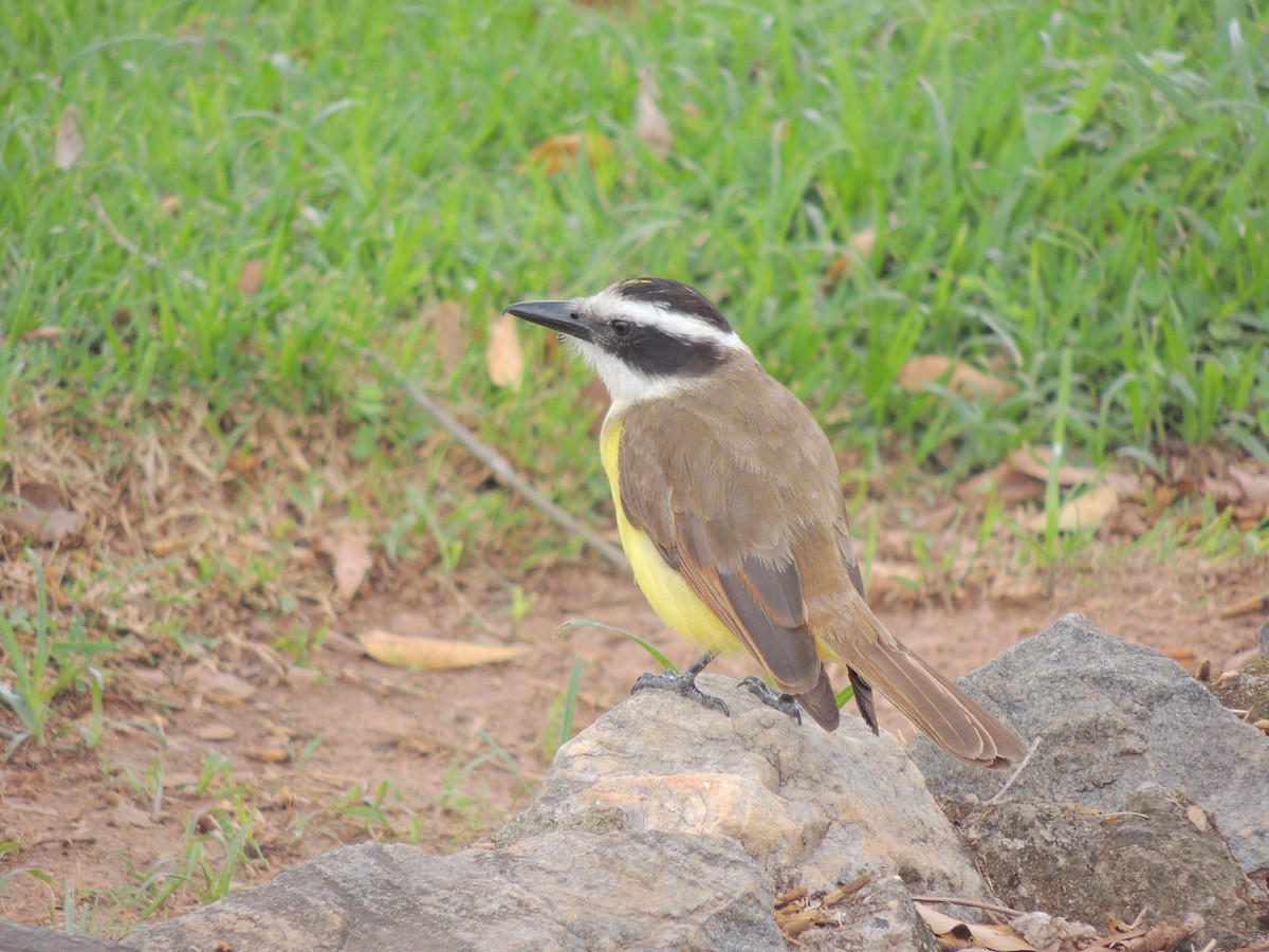 Great Kiskadee - ML647568182