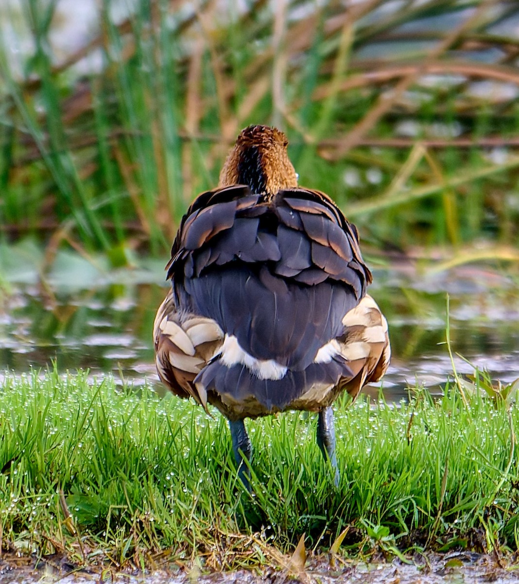 Fulvous Whistling-Duck - ML647568183