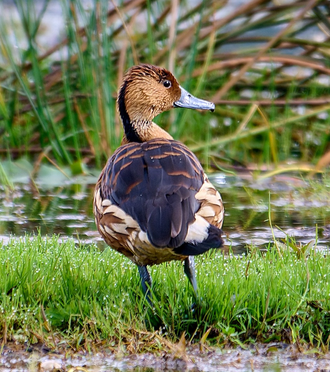 Fulvous Whistling-Duck - ML647568184
