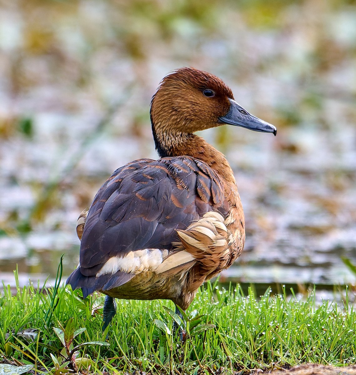 Fulvous Whistling-Duck - ML647568185