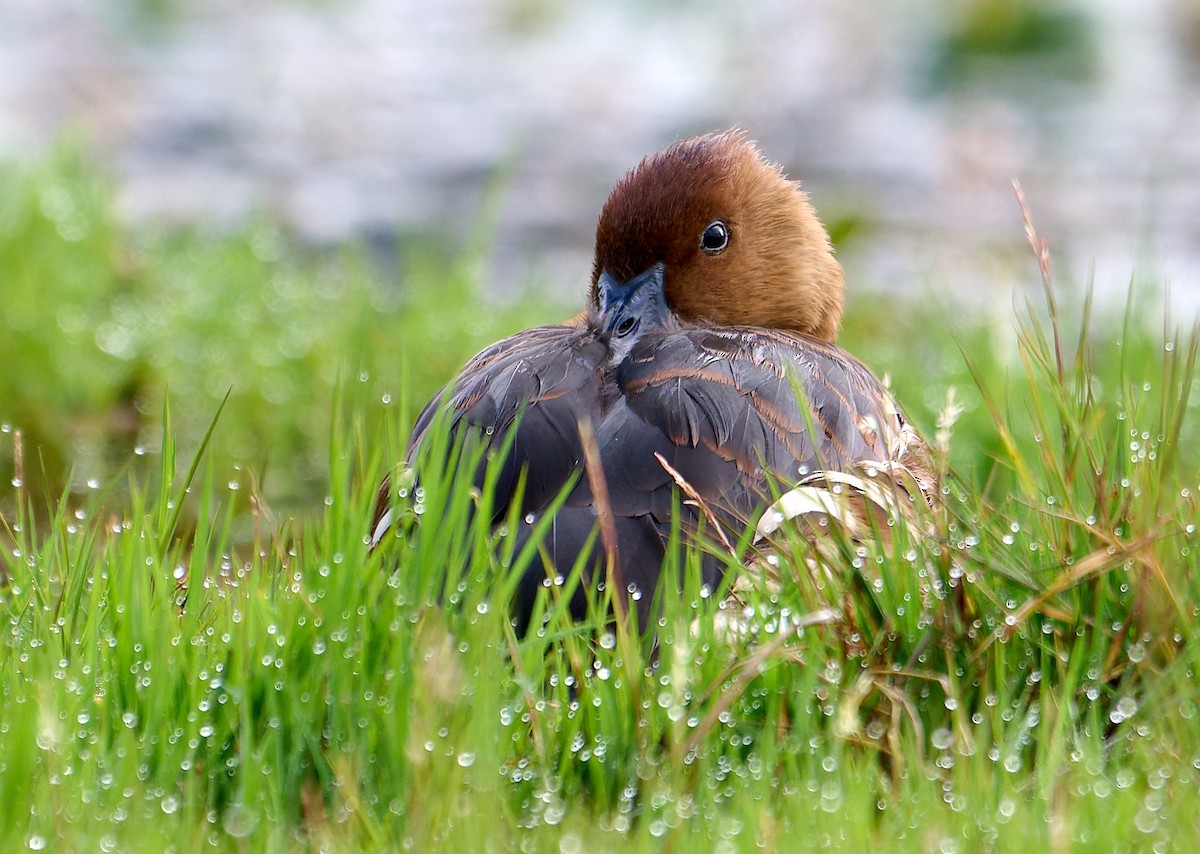 Fulvous Whistling-Duck - ML647568186