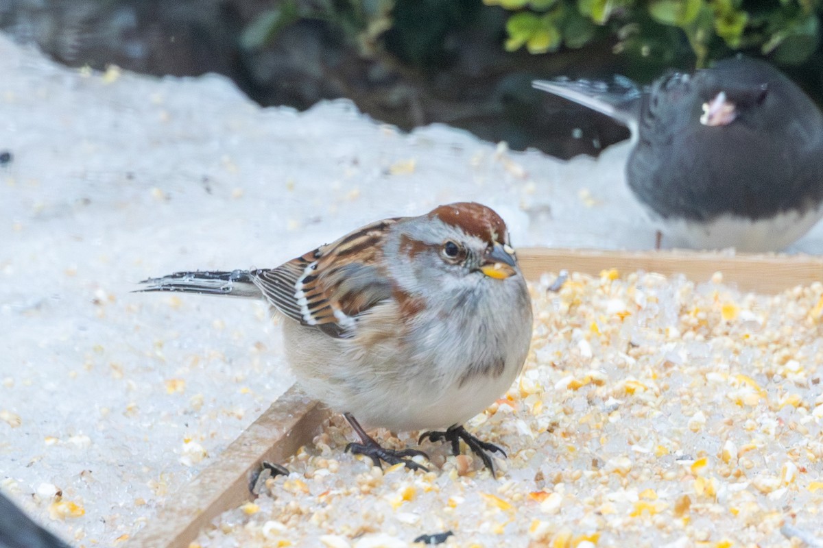 American Tree Sparrow - ML647568189