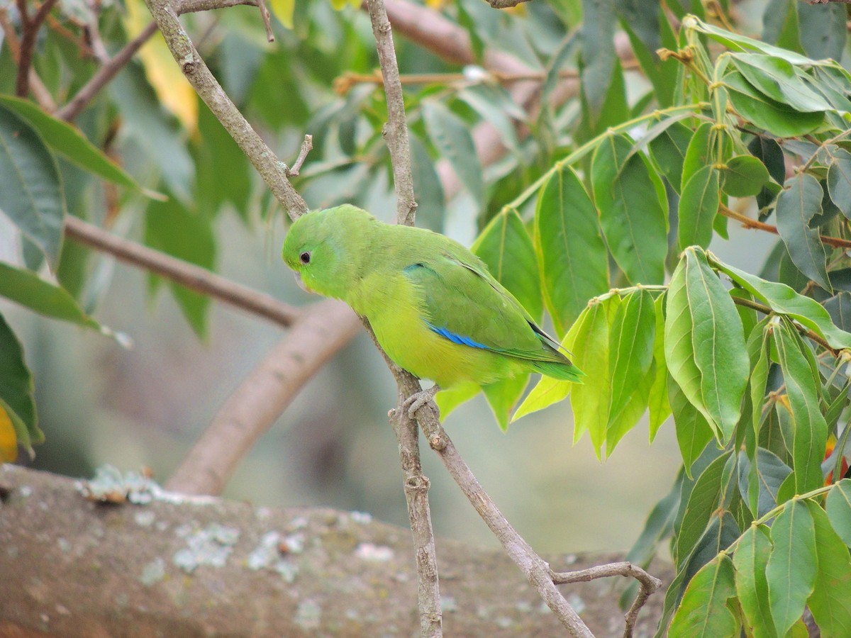 Cobalt-rumped Parrotlet - ML647568192