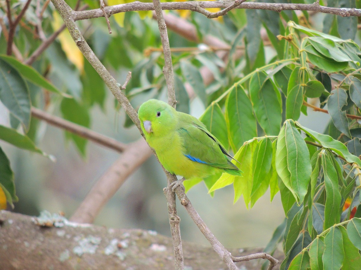 Cobalt-rumped Parrotlet - ML647568194