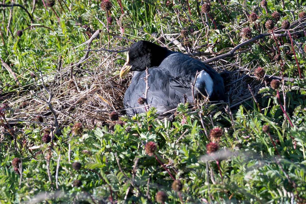 Red-gartered Coot - ML647568195