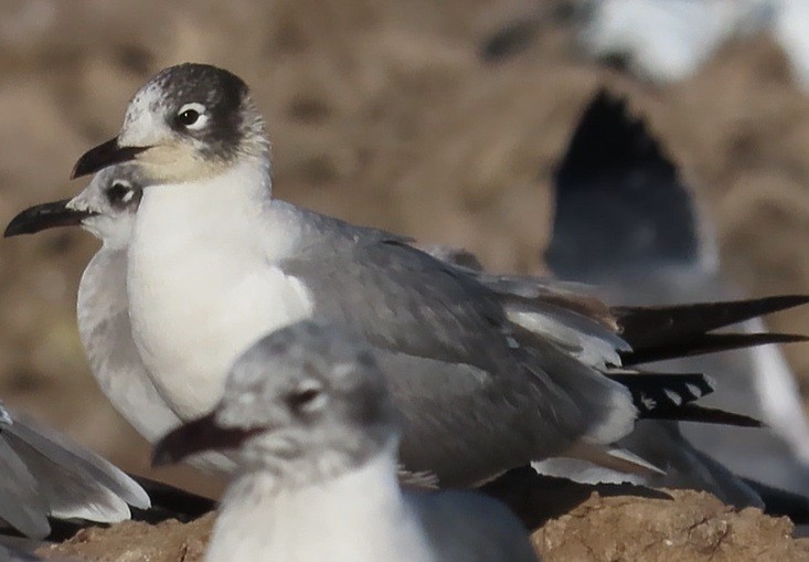 Franklin's Gull - ML647568196
