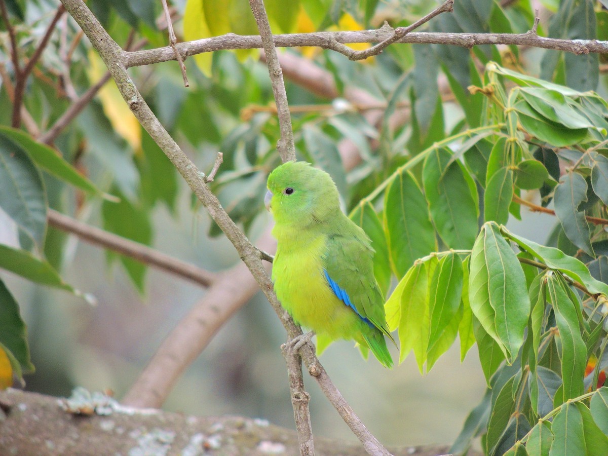 Cobalt-rumped Parrotlet - ML647568197