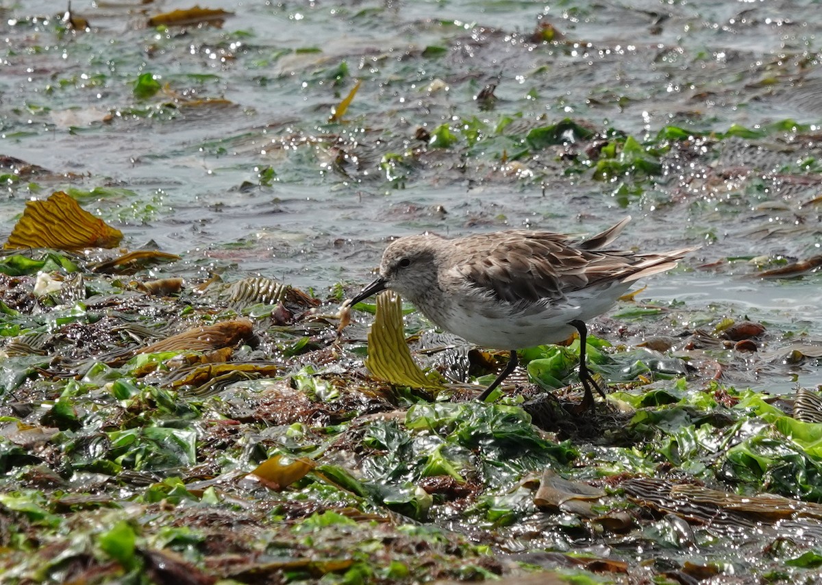 コシジロウズラシギ - ML647568208