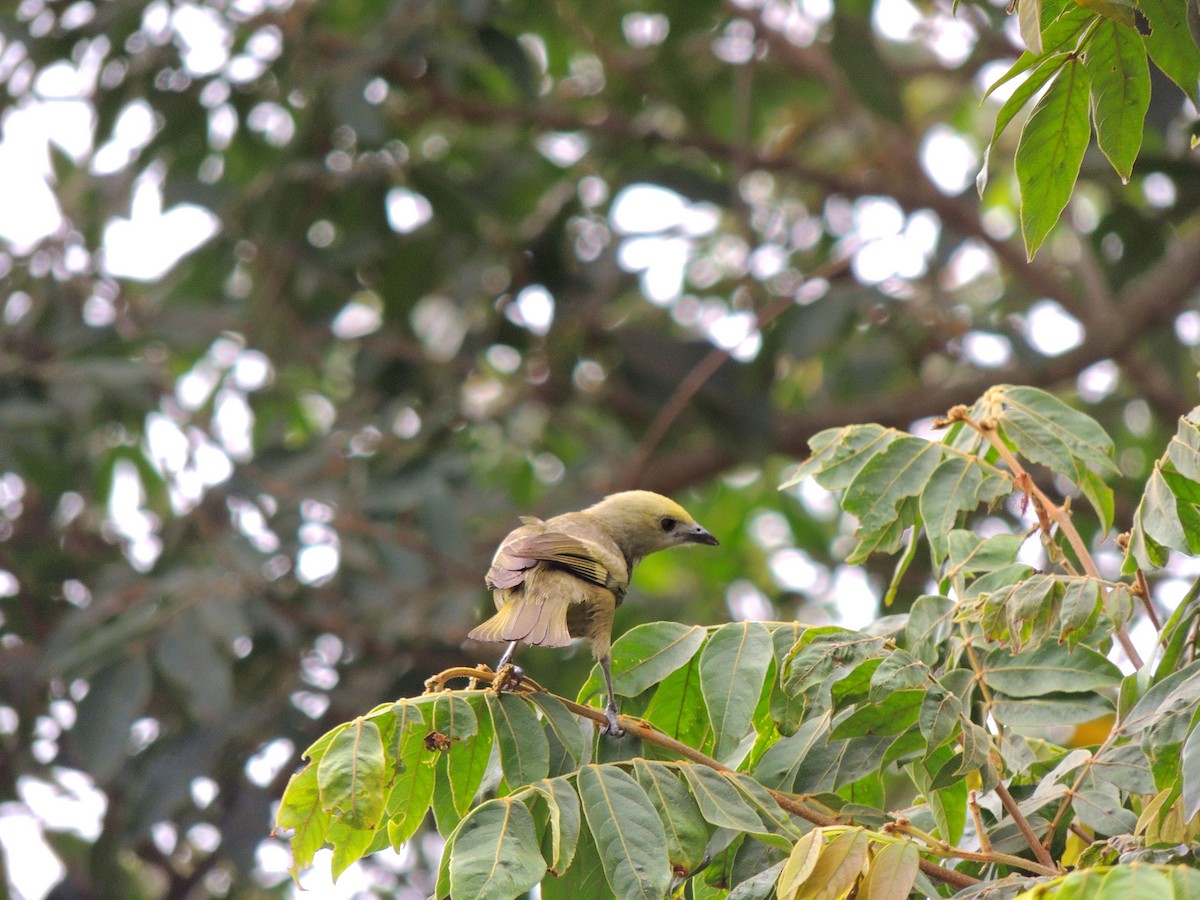 Palm Tanager - ML647568225