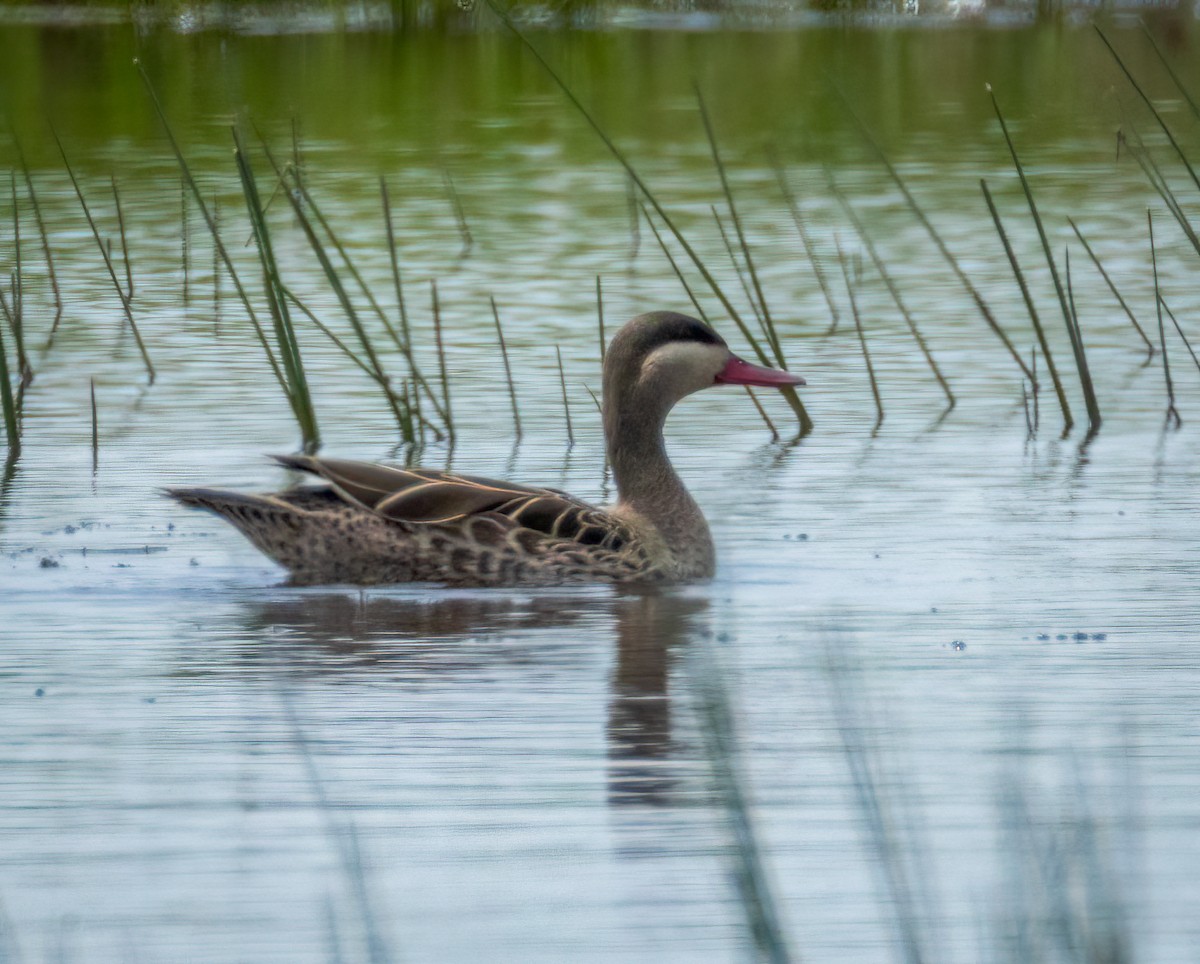 Red-billed Duck - ML647568229