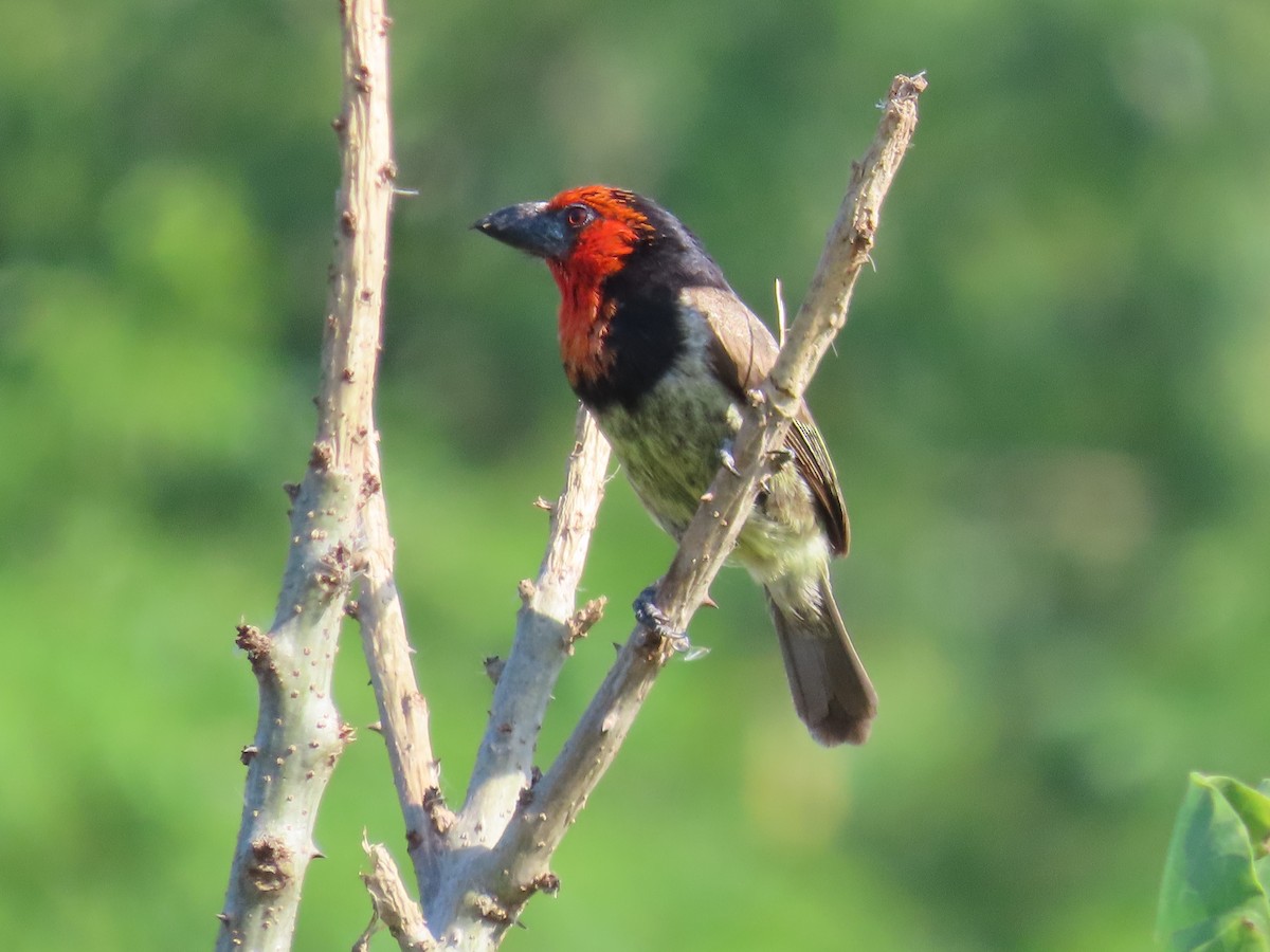 Лібія чорношия - ML647568244