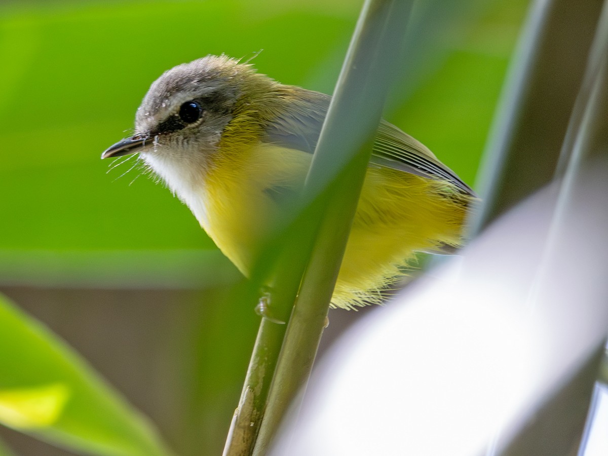 Yellow-bellied Warbler - ML647568251