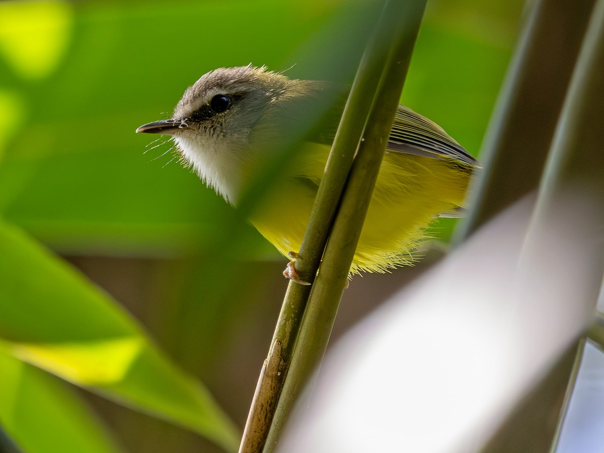 Yellow-bellied Warbler - ML647568252