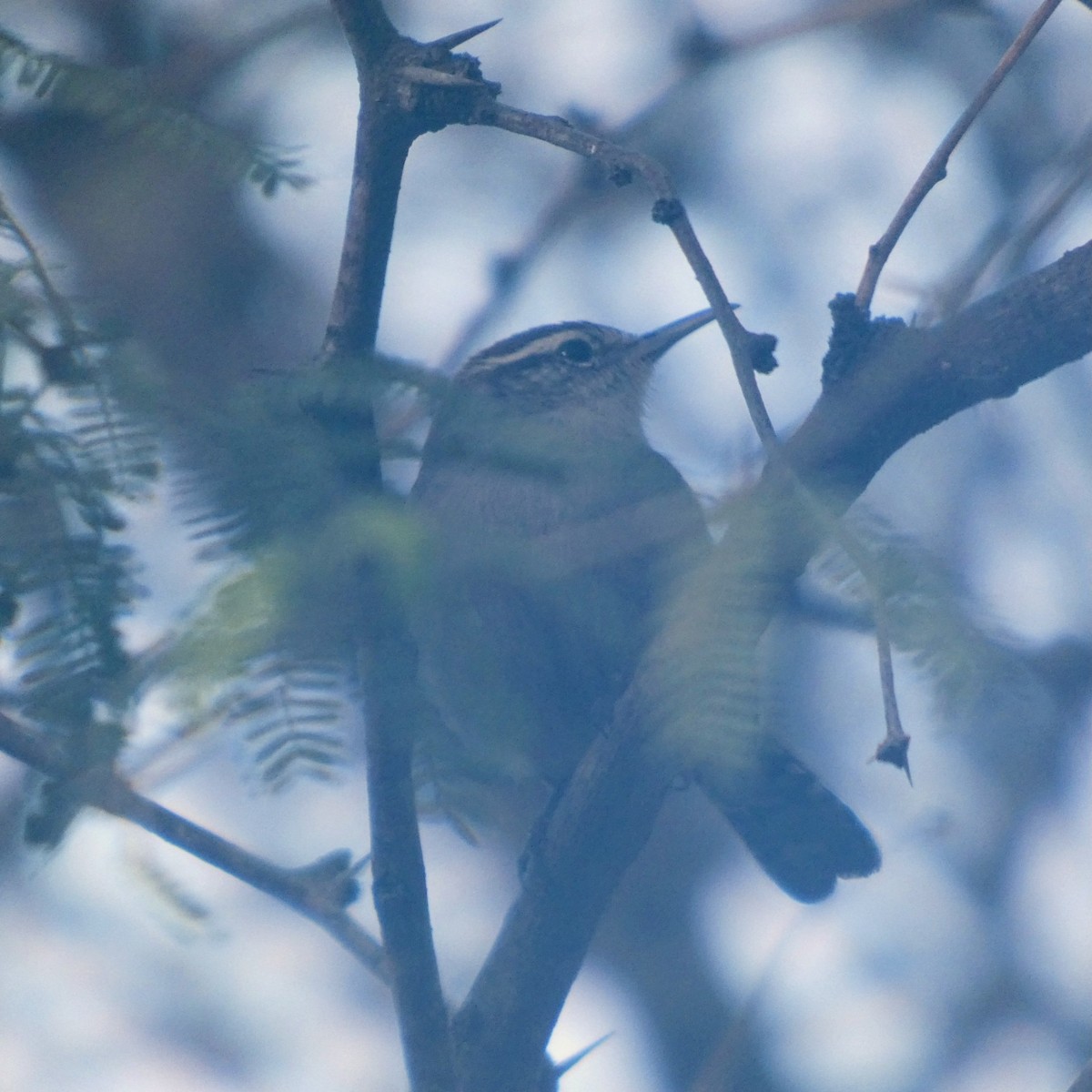 Длиннохвостый крапивник - ML647568255