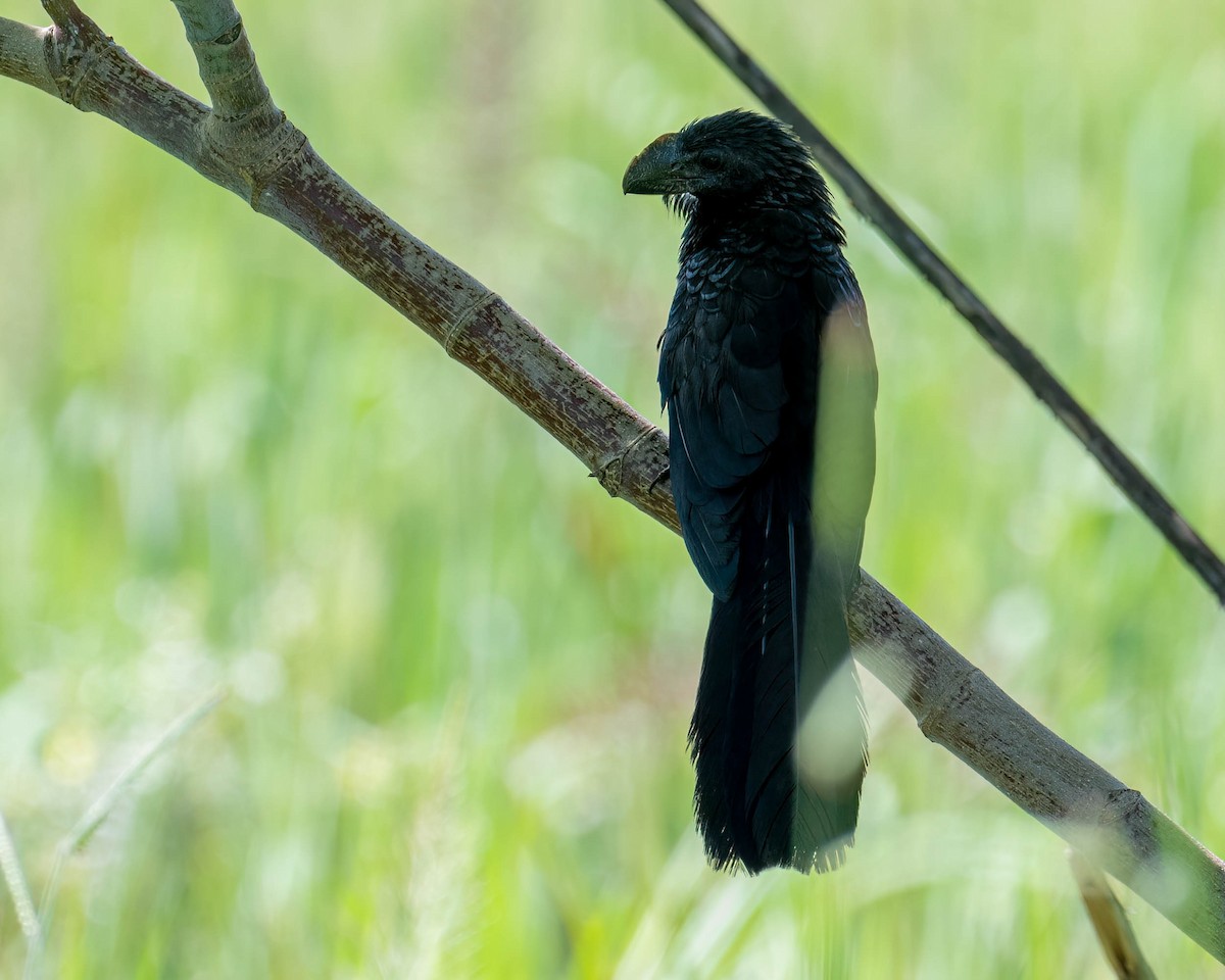 Smooth-billed Ani - ML647568262