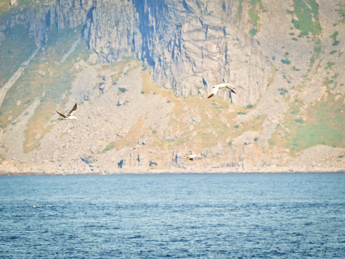 Northern Gannet - ML647568266