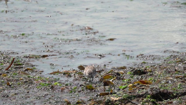 White-rumped Sandpiper - ML647568269