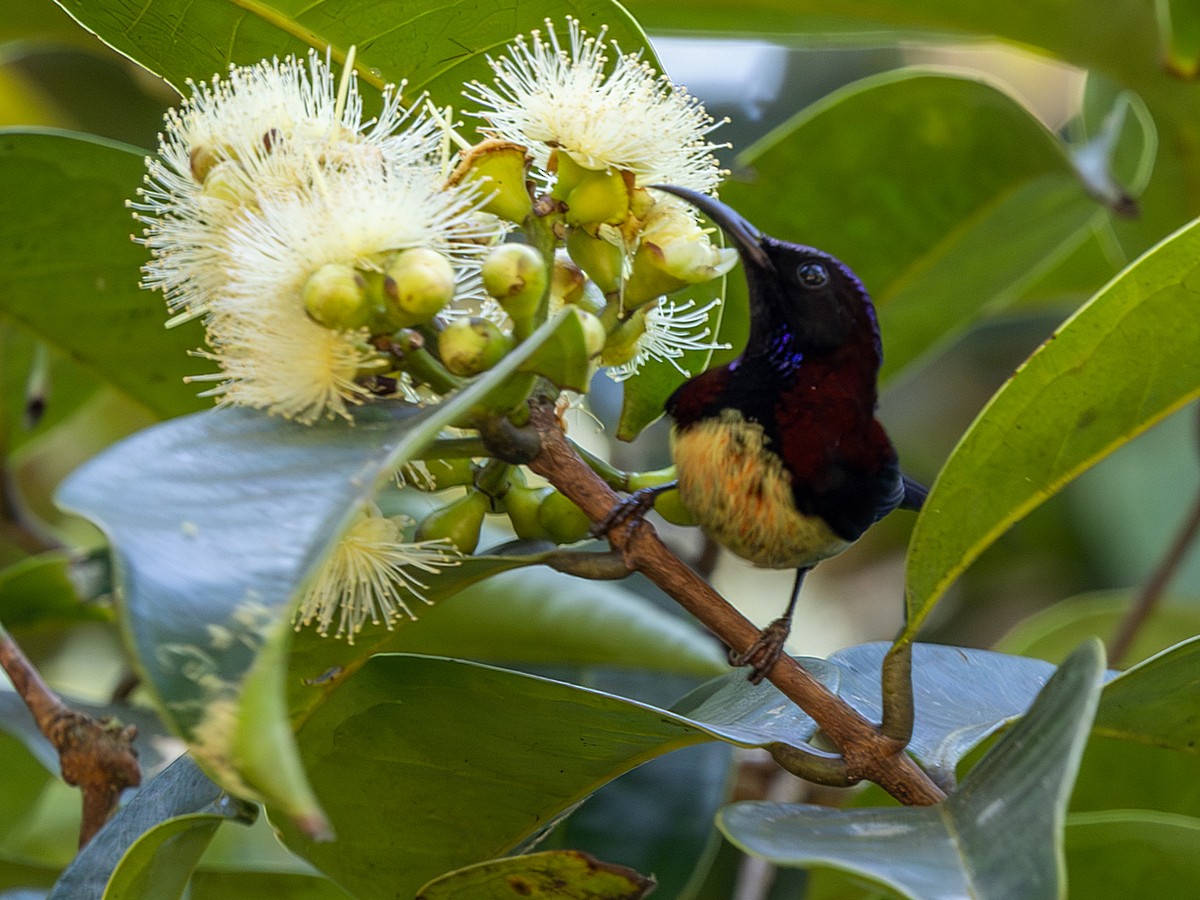 Black-throated Sunbird (Black-throated) - ML647568280
