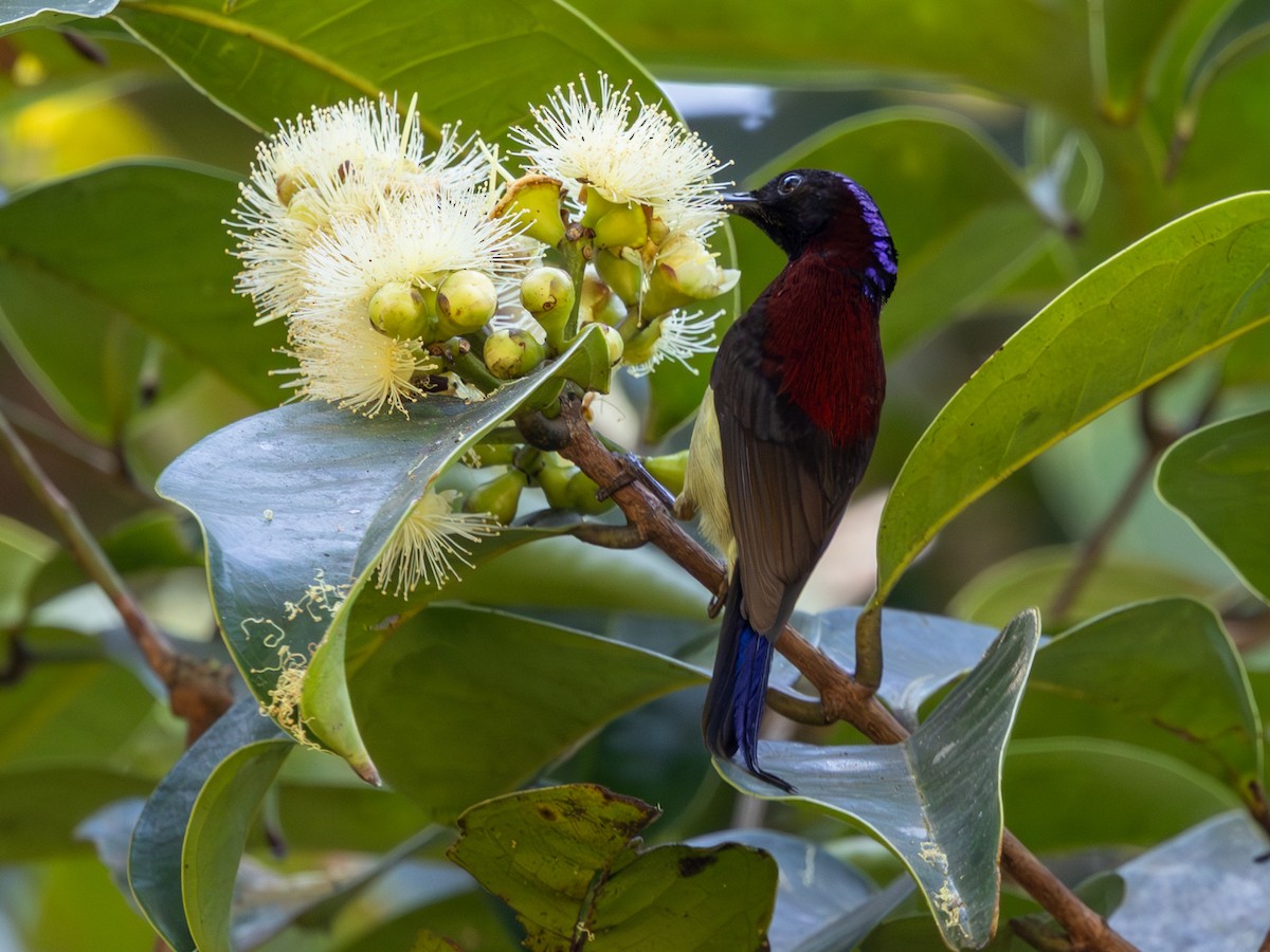 Black-throated Sunbird (Black-throated) - ML647568281
