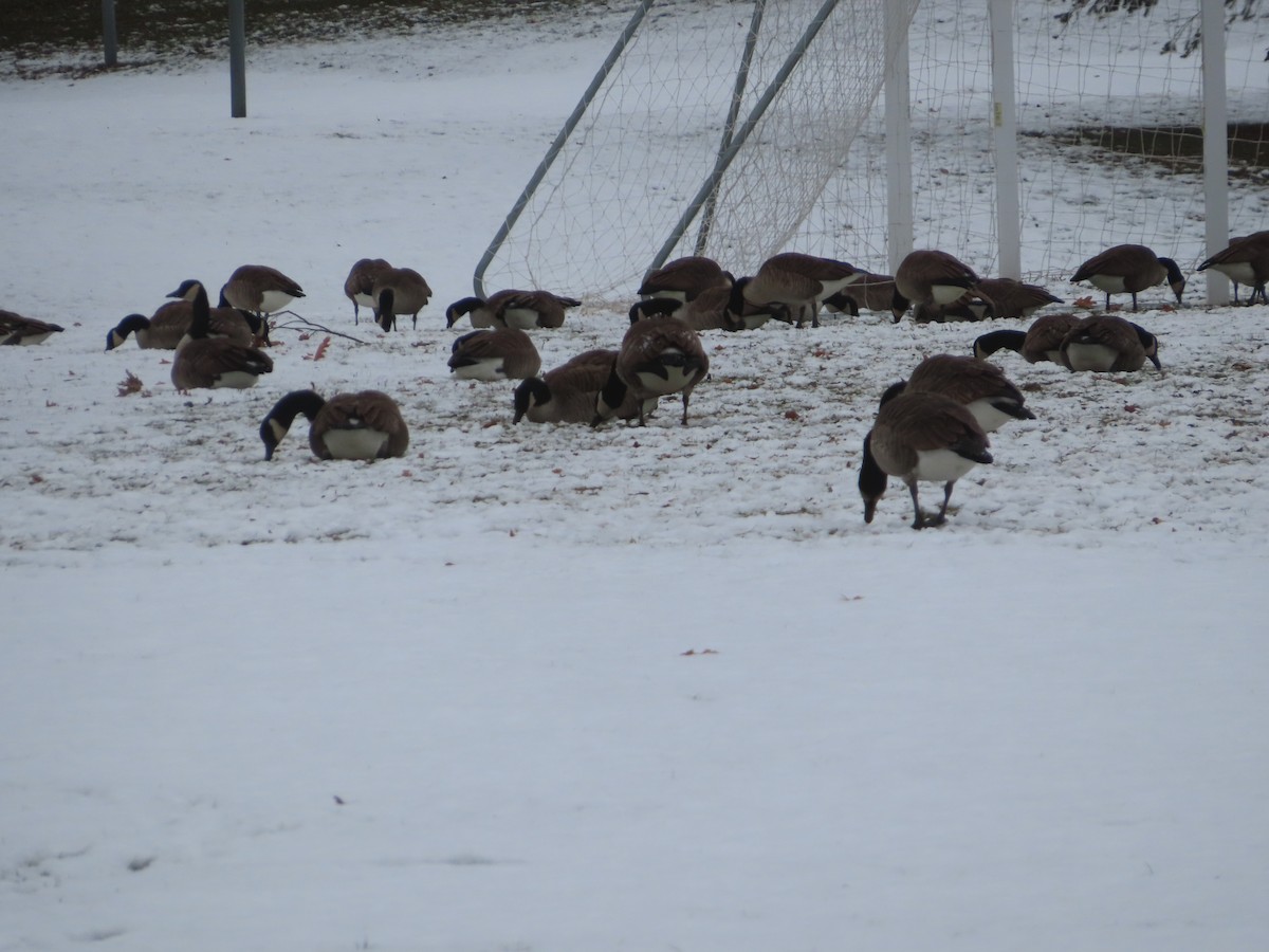 Oca canadese maggiore - ML647568302