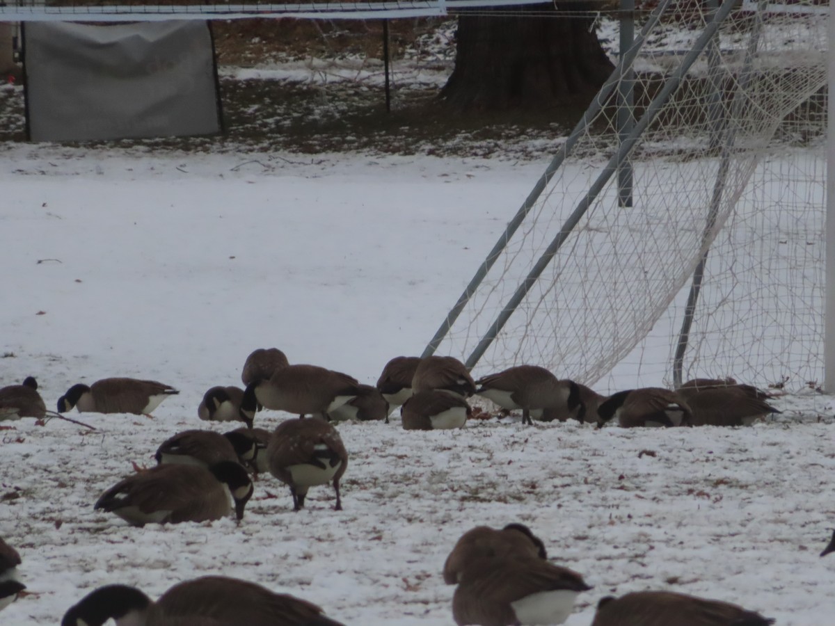 Oca canadese maggiore - ML647568304