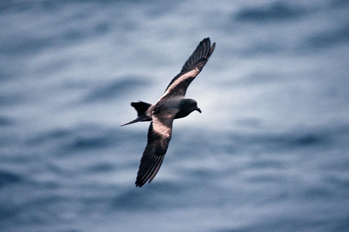 Tristram's Storm-Petrel - ML64756831