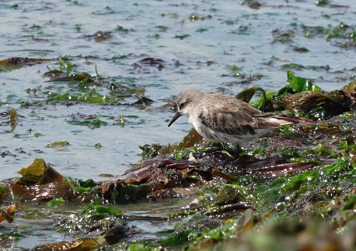 コシジロウズラシギ - ML647568333