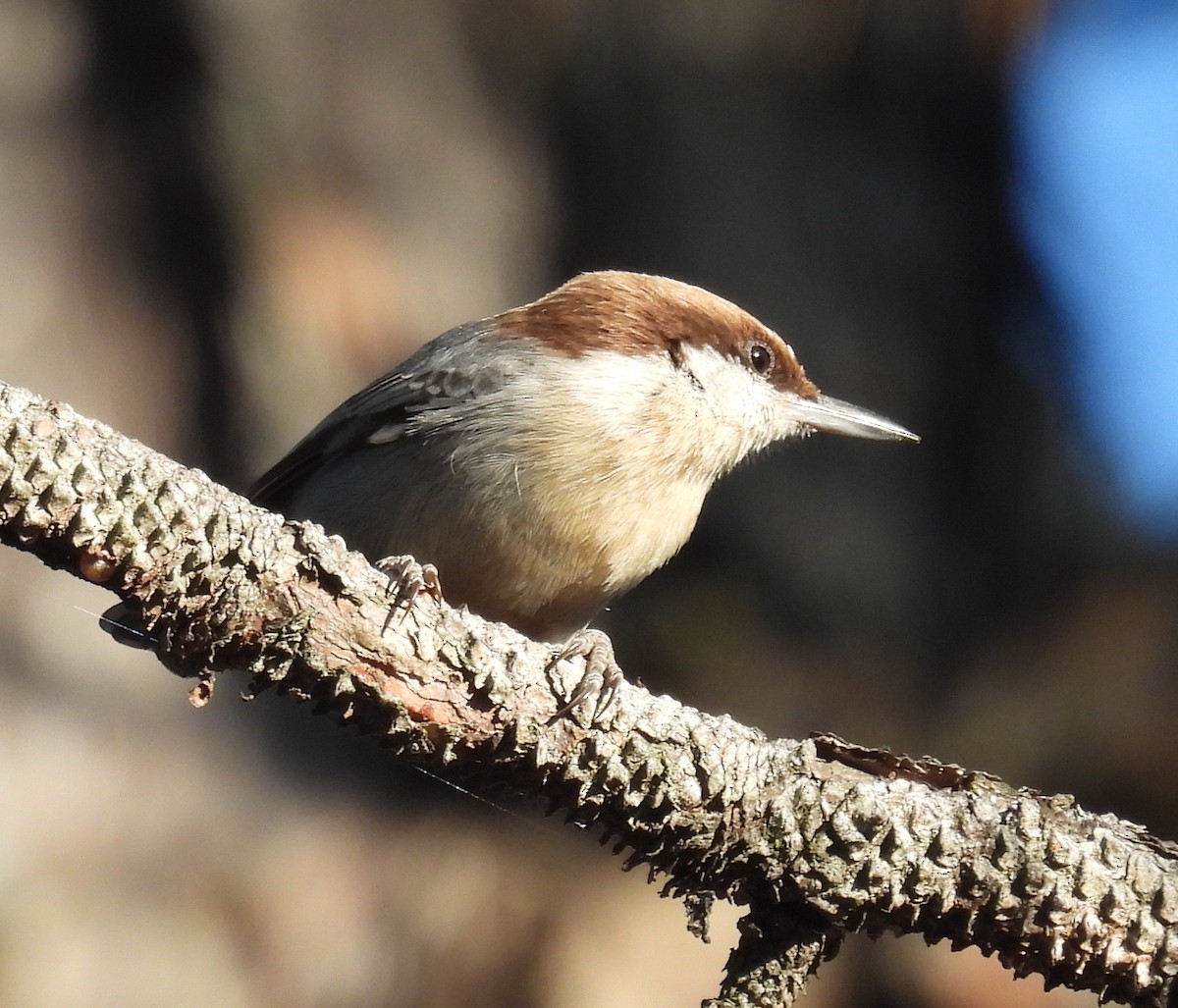 Brown-headed Nuthatch - ML647568349