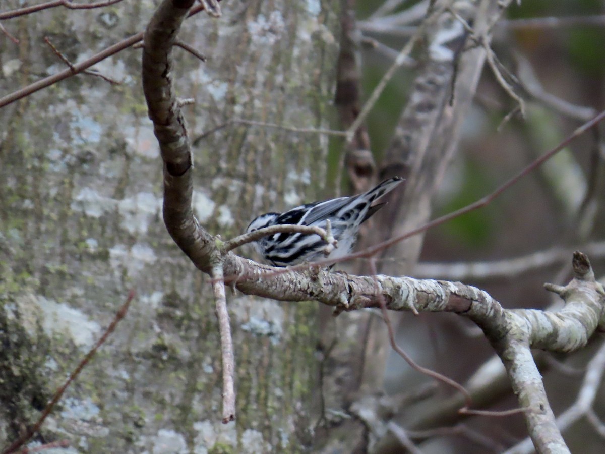 סבכון עקוד - ML647568352