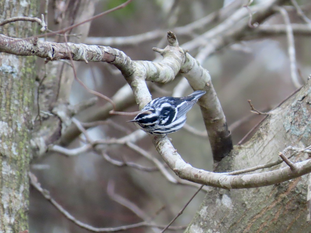 סבכון עקוד - ML647568353