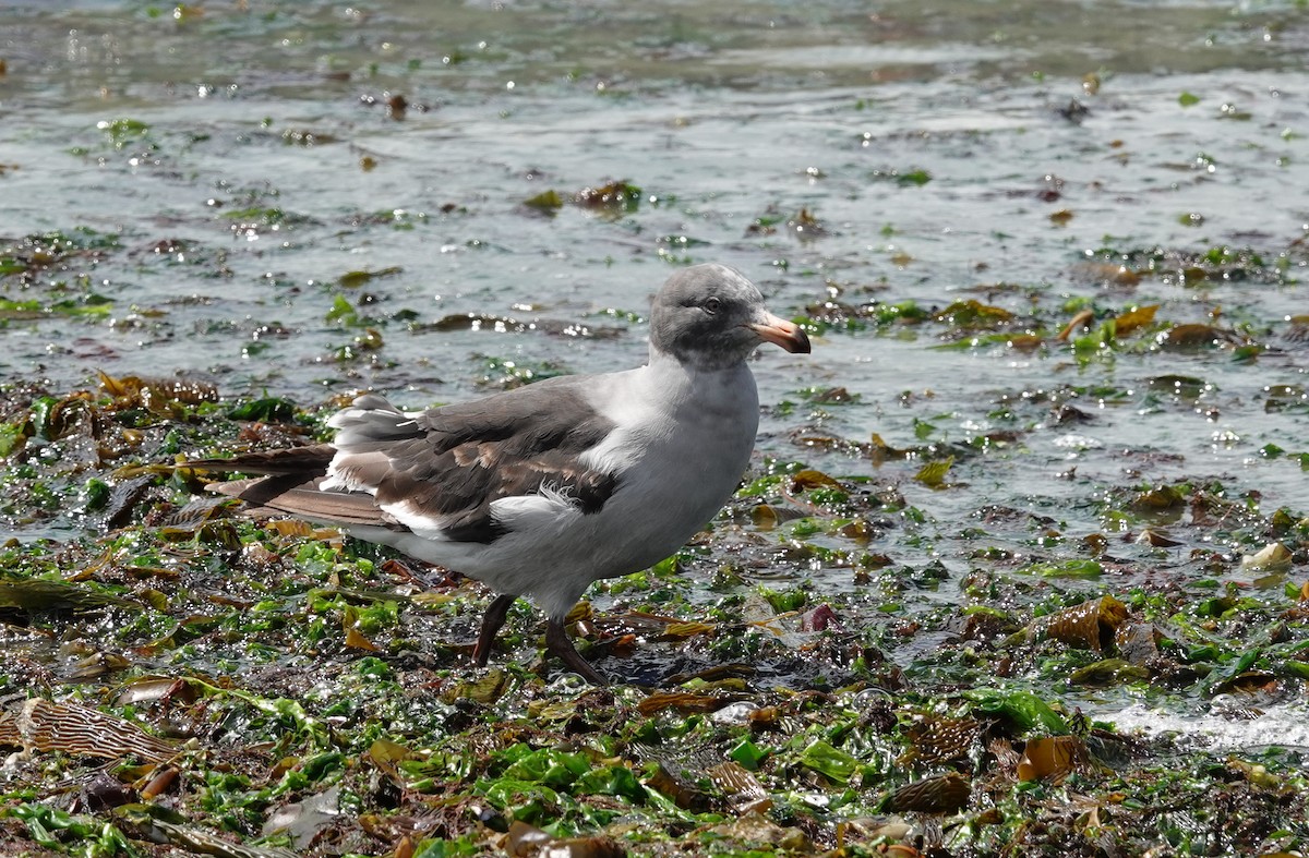 Dolphin Gull - ML647568360