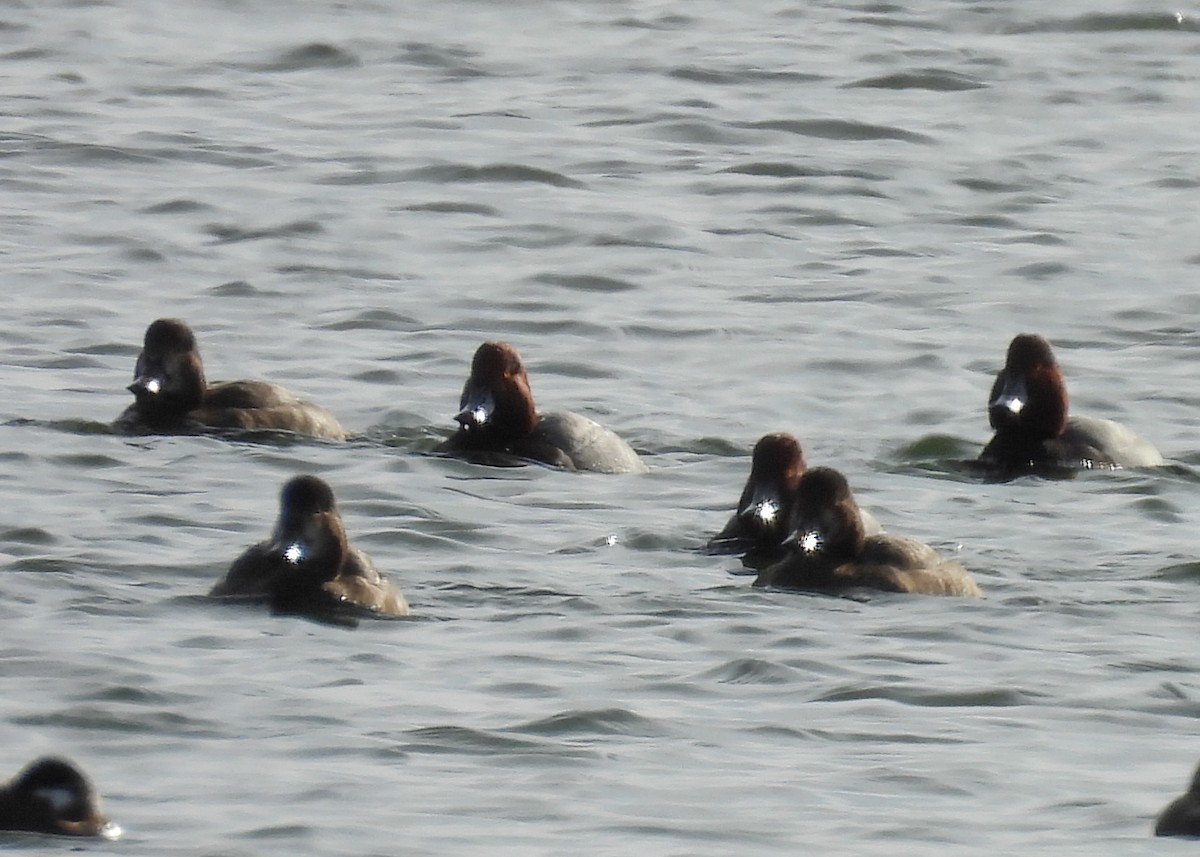 Porrón Americano - ML647568372