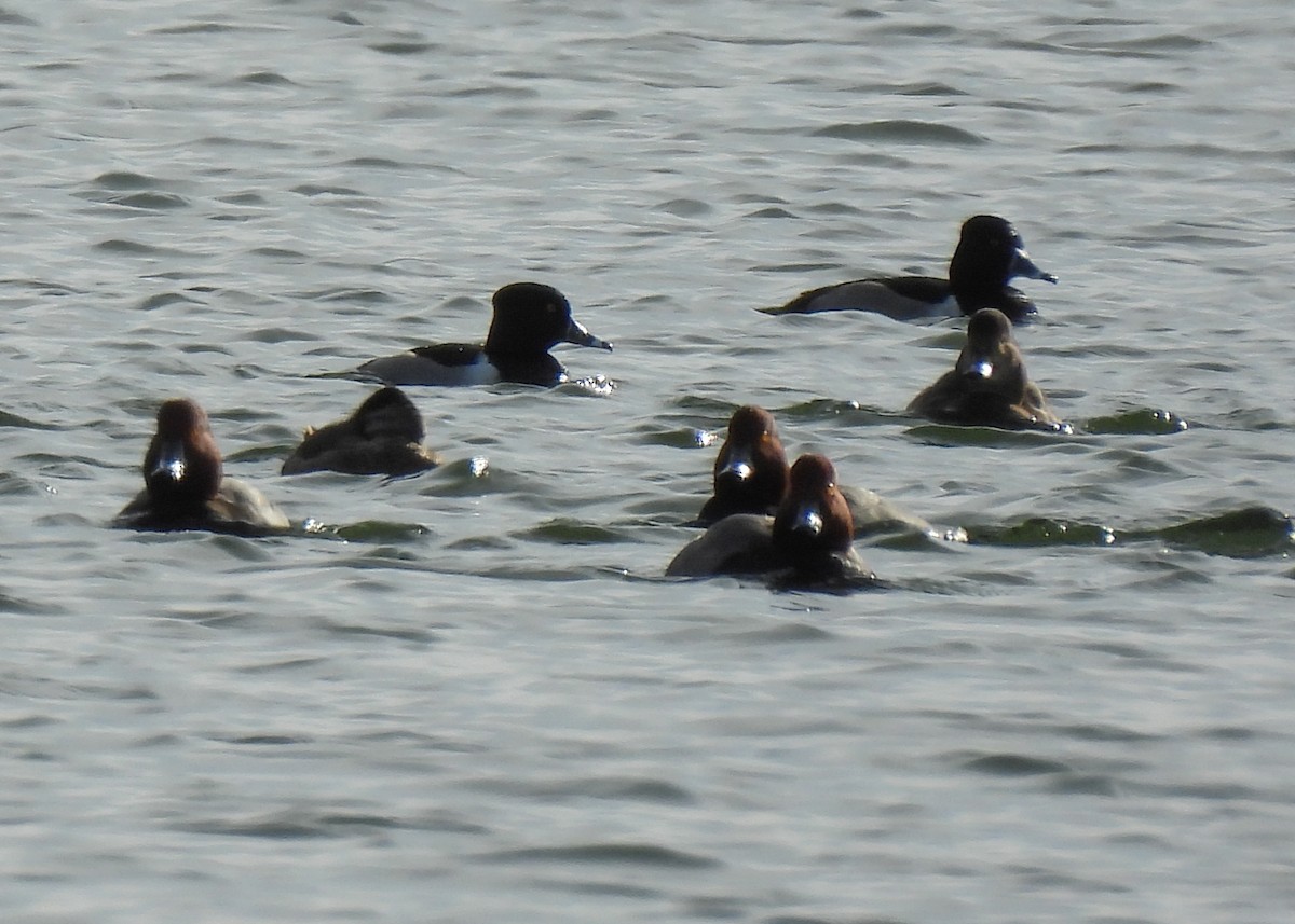 צולל אמריקני - ML647568374