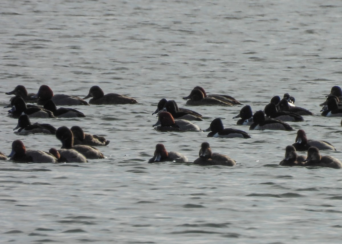 צולל אמריקני - ML647568375