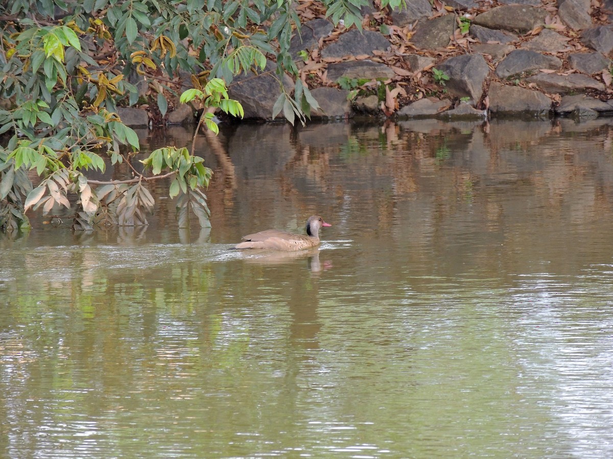 שרשיר ברזילאי - ML647568388