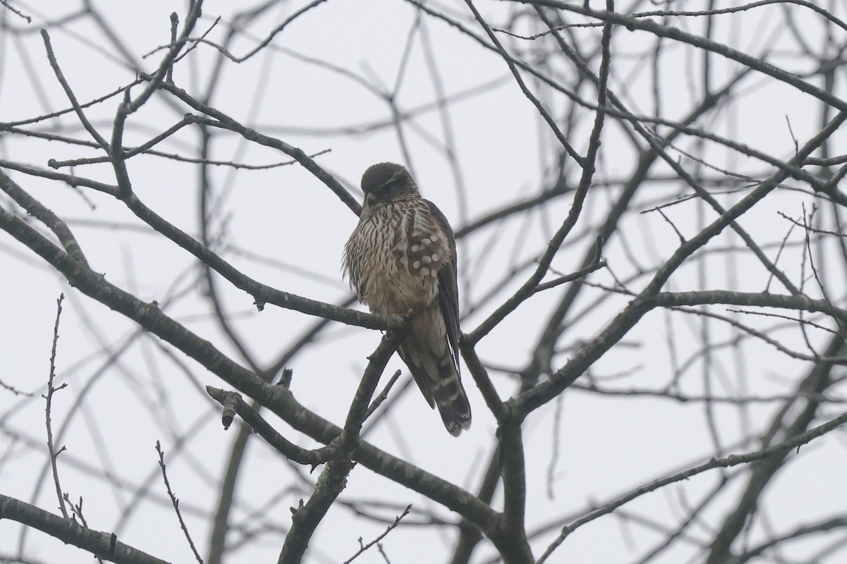 בז גמדי - ML647568390