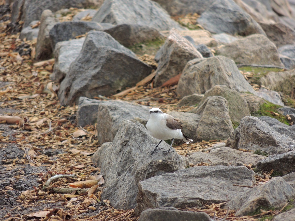 Masked Water-Tyrant - ML647568391