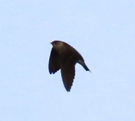 vlaštovka šedohnědá - ML647568392