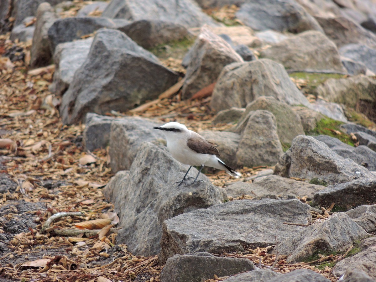 Masked Water-Tyrant - ML647568394